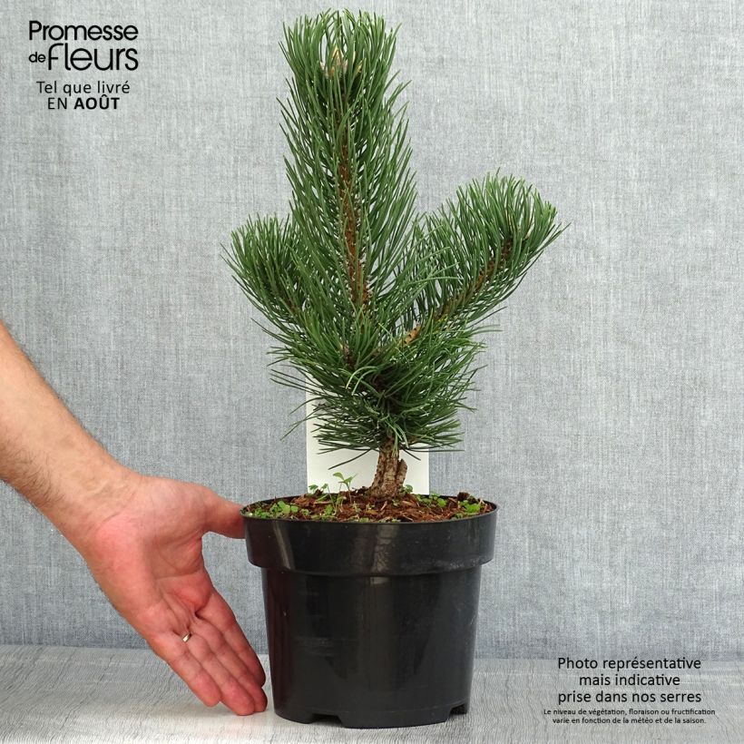 Amostra de Pinus nigra Oregon Green Vaso de 2 L/3 L tal como entregue no verão