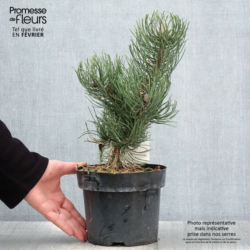 Amostra de Pin noir - Pinus nigra Oregon Green Vaso de 2 L/3 L tal como entregue no inverno