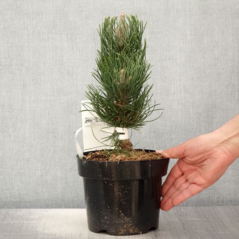 Amostra de Pinus nigra Oregon Green Vaso de 2 L/3 L tal como entregue na primavera