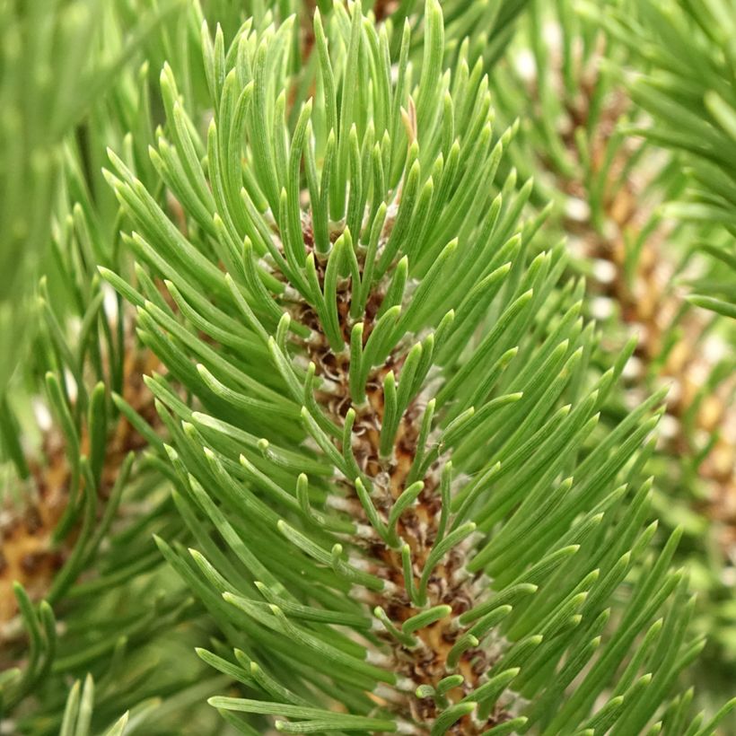 Pinus nigra Oregon Green (Folhagem)