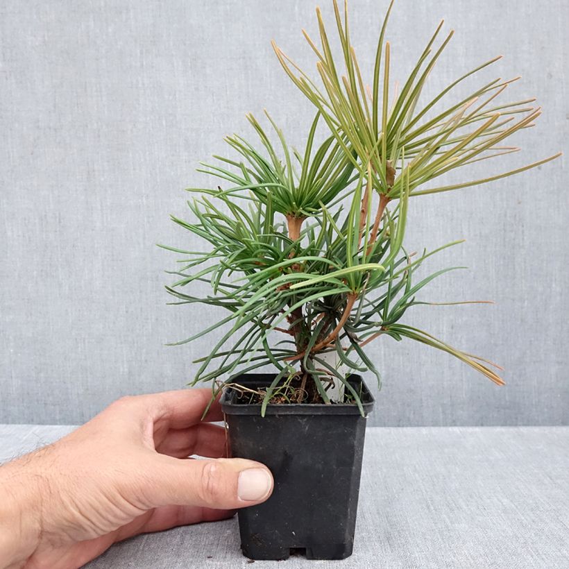 Amostra de Sciadopitys verticillata Vaso de 8/9 cm tal como entregue no outono