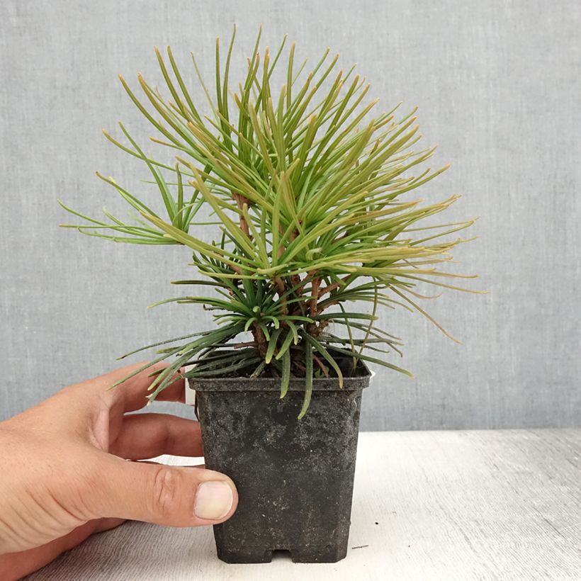Amostra de Sciadopitys verticillata Vaso de 8/9 cm tal como entregue no verão