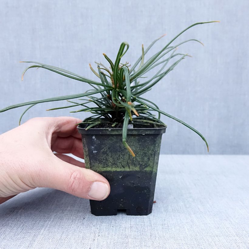Amostra de Sciadopitys verticillata Vaso de 8/9 cm tal como entregue no inverno