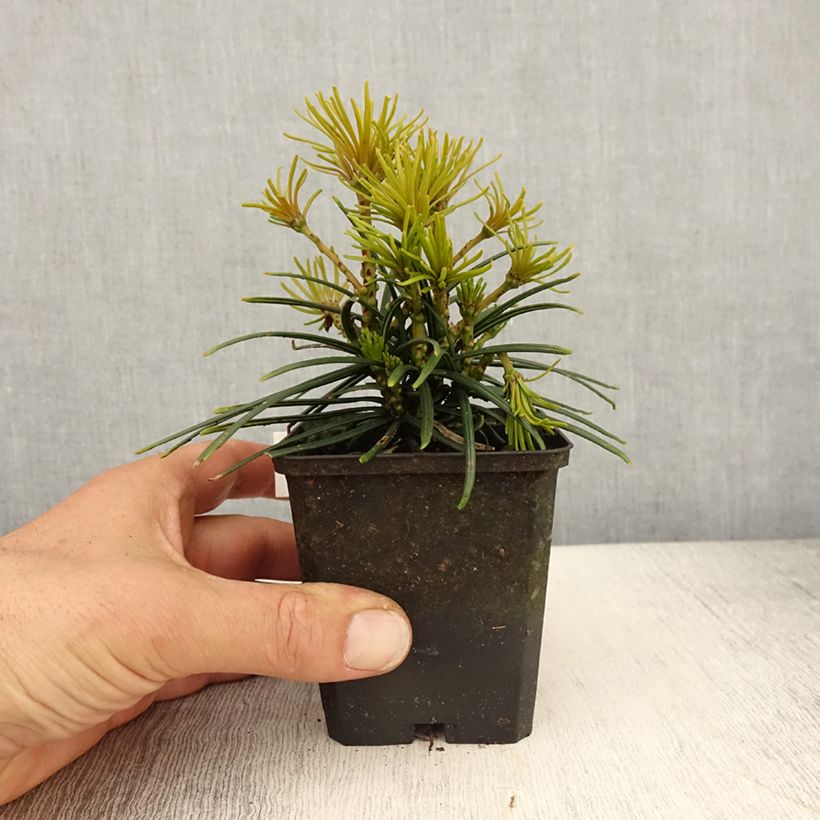 Amostra de Sciadopitys verticillata Vaso de 8/9 cm tal como entregue na primavera