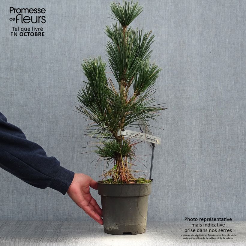 Amostra de Pinus flexilis Vanderwolf's Pyramid Vaso de 2 L/3 L tal como entregue no outono