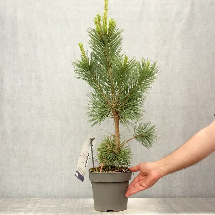 Amostra de Pinus flexilis Vanderwolf's Pyramid Vaso de 2 L/3 L tal como entregue no verão