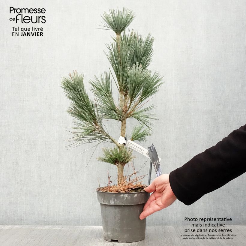 Amostra de Pin - Pinus flexilis Vanderwolf's Pyramid Vaso de 2 L/3 L tal como entregue no inverno