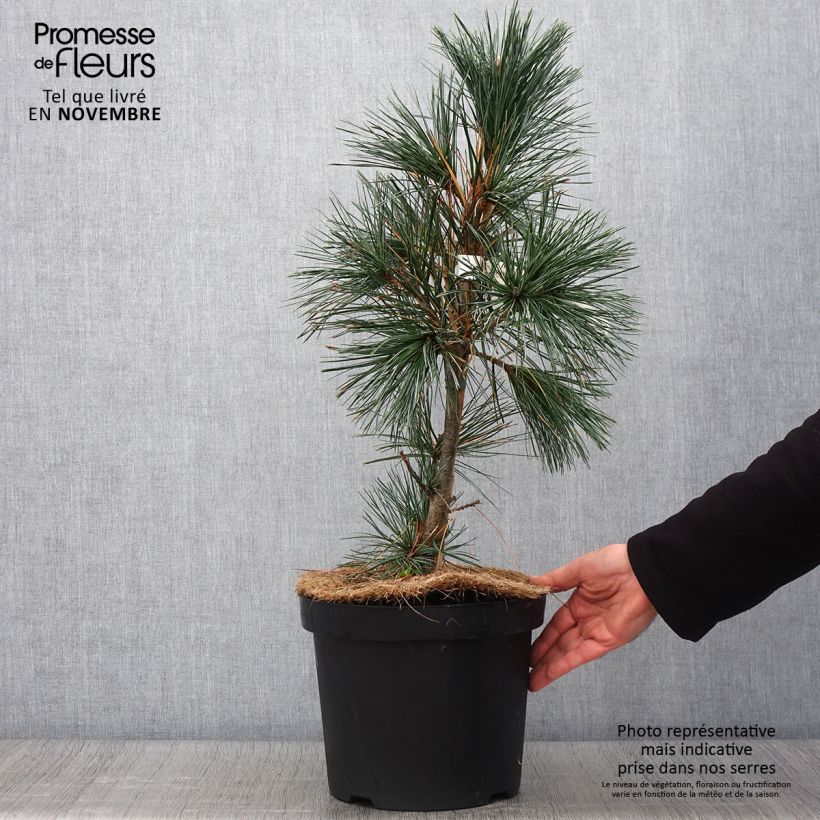 Amostra de Pinus flexilis Vanderwolf's Pyramid Vaso de 7,5 L/10 L tal como entregue no outono