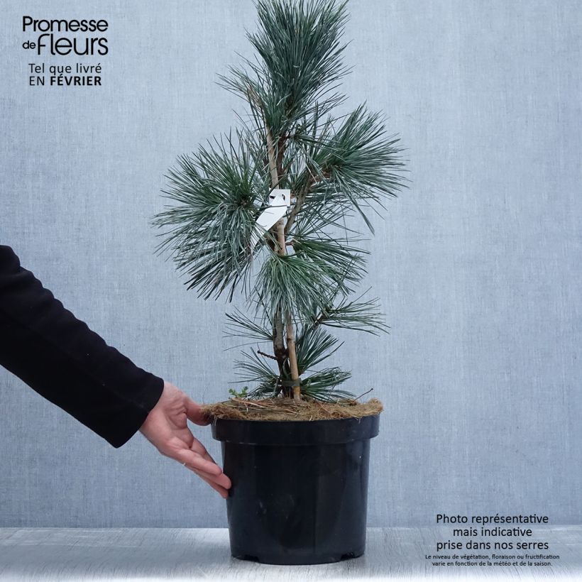 Amostra de Pin - Pinus flexilis Vanderwolf's Pyramid Vaso de 7,5 L/10 L tal como entregue no inverno