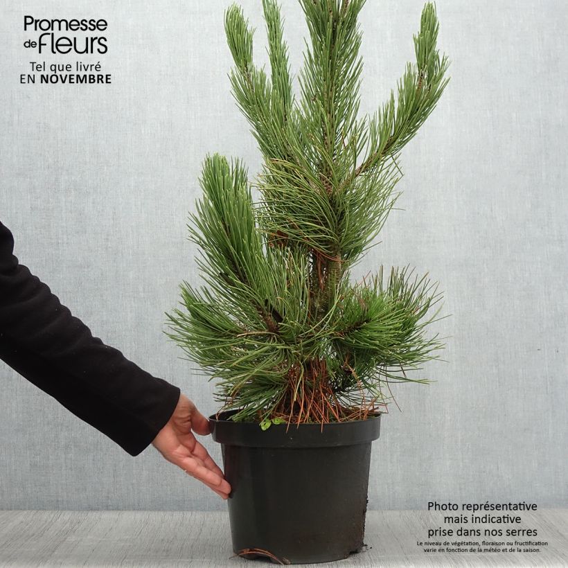 Amostra de Pinus heldreichii Satellit Vaso de 7,5 L/10 L tal como entregue no outono
