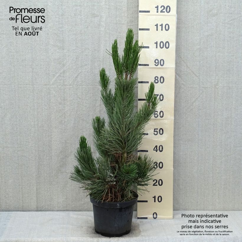 Amostra de Pinus heldreichii Satellit Vaso de 7,5 L/10 L tal como entregue no verão