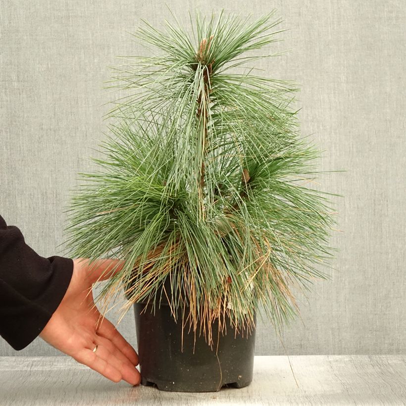 Amostra de Pin - Pinus schwerinii Wiethorst Pot de 2L/3L tal como entregue no outono