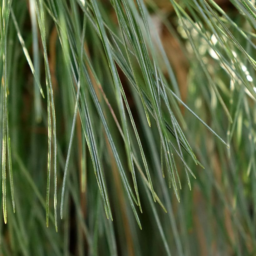 Pinus schwerinii Wiethorst (Folhagem)