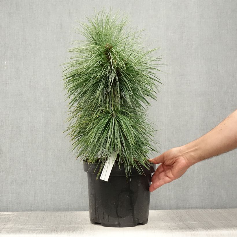 Amostra de Pinus schwerinii Wiethorst Vaso de 7,5 L/10 L tal como entregue no verão