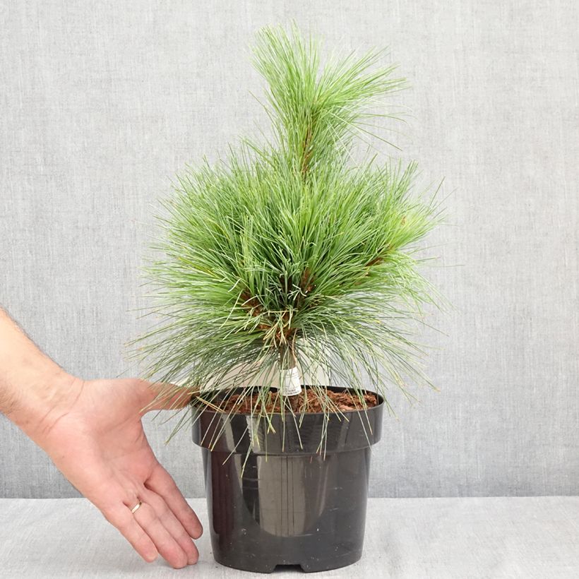 Amostra de Pinus schwerinii Wiethorst Vaso de 2 L/3 L tal como entregue no verão