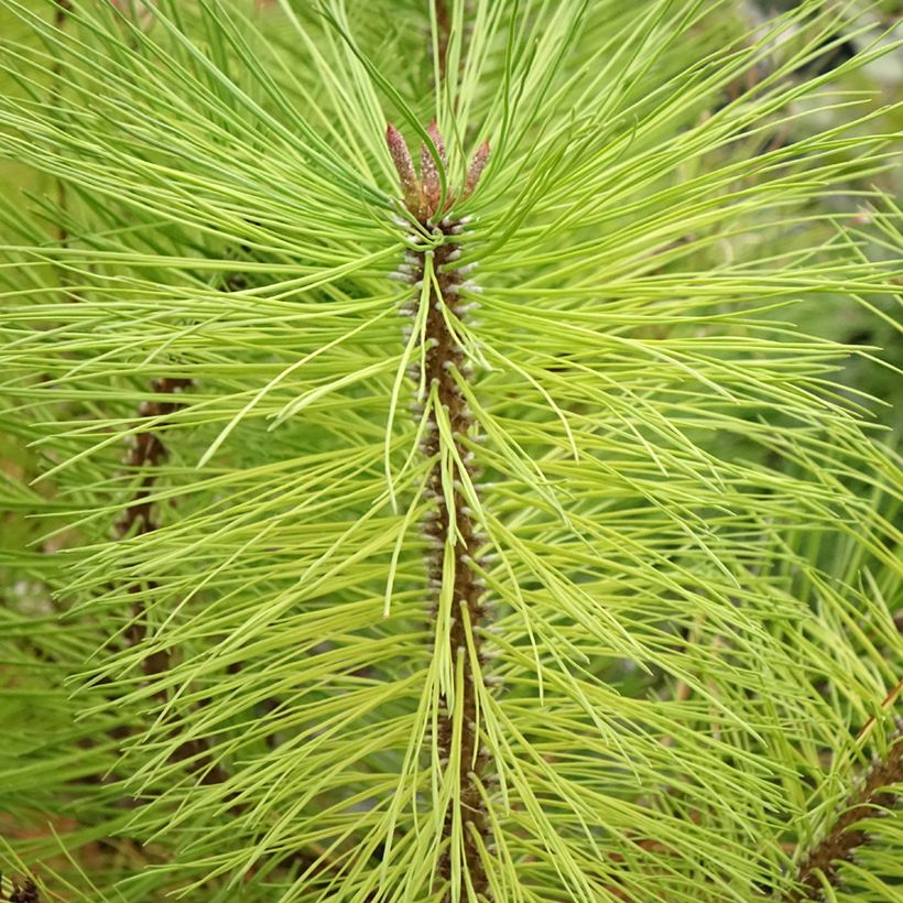 Pinus ponderosa - Pinheiro-ponderosa (Folhagem)