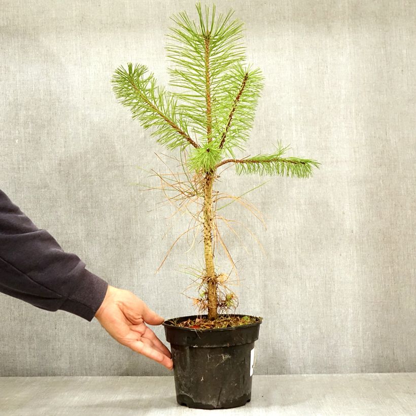 Amostra de Pinus ponderosa - Pinheiro-ponderosa Vaso de 3 L/4 L tal como entregue no outono