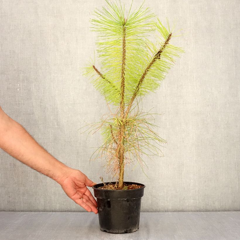 Amostra de Pinus ponderosa - Pinheiro-ponderosa Vaso de 3 L/4 L tal como entregue no verão