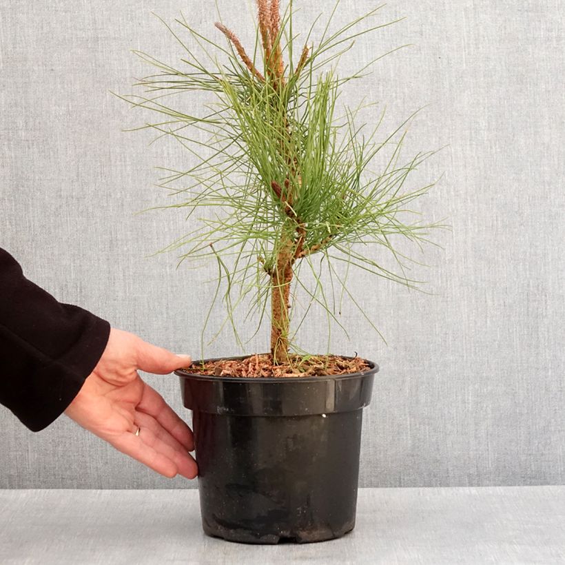 Amostra de Pin ponderosa - Pinus ponderosa Vaso de 3 L/4 L tal como entregue no inverno