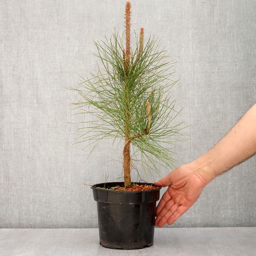 Amostra de Pinus ponderosa - Pinheiro-ponderosa Vaso de 3 L/4 L tal como entregue na primavera