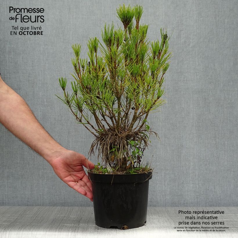 Amostra de Pinus densiflora Alice Verkade Vaso de 4 L/5 L tal como entregue no outono