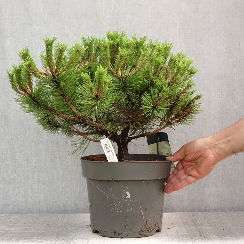 Amostra de Pinus densiflora Low Glow Vaso de 7,5 L/10 L tal como entregue no verão