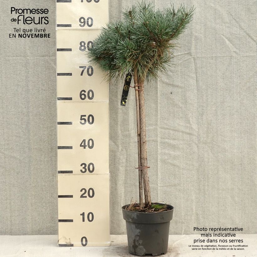 Amostra de Pinus sylvestris Chantry Blue Peça, Arbusto tal como entregue no outono