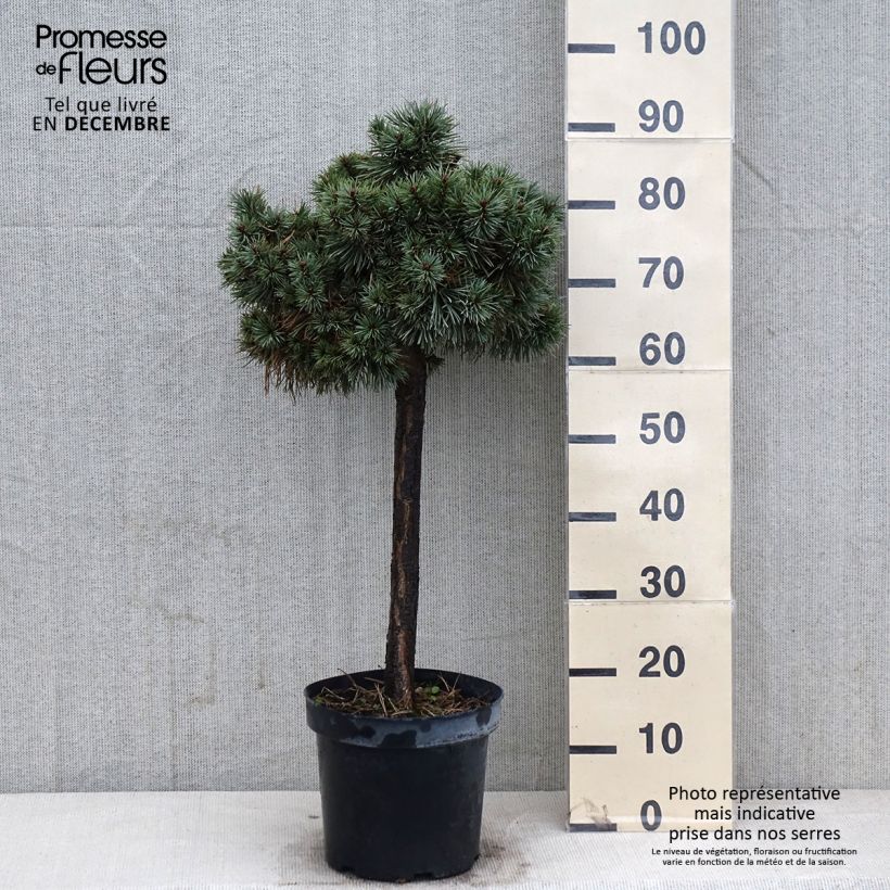 Amostra de Pinus sylvestris Doone Valley Vaso de 7,5 L/10 L, Meia haste tal como entregue no outono