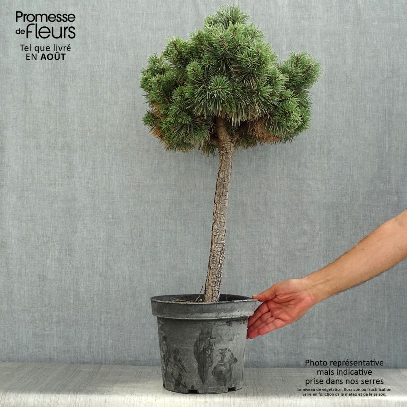 Amostra de Pinus sylvestris Doone Valley Vaso de 7,5 L/10 L, Meia haste tal como entregue no verão