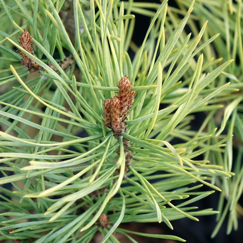 Pinus sylvestris Wintergold (Folhagem)