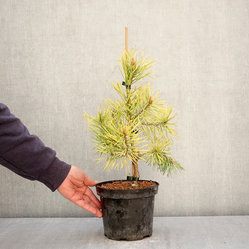 Amostra de Pinus sylvestris Wintergold Vaso de 3 L/4 L tal como entregue na primavera