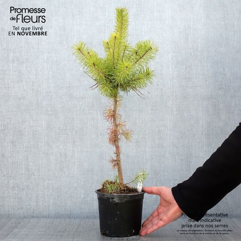 Amostra de Pinus sylvestris - Pinheiro-silvestre Vaso de 2 L/3 L tal como entregue no outono