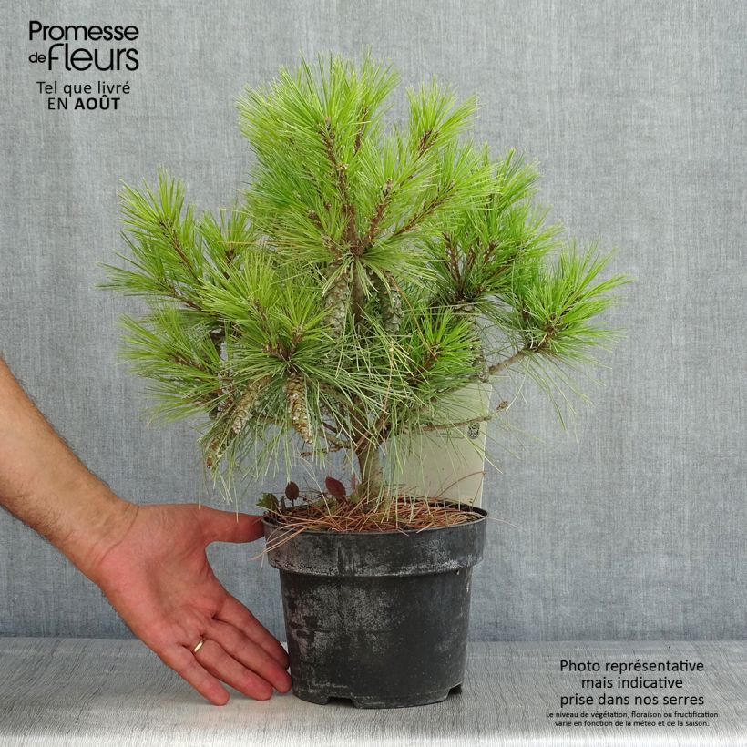 Amostra de Pinus strobus Blue Shag Vaso de 2 L/3 L tal como entregue no verão