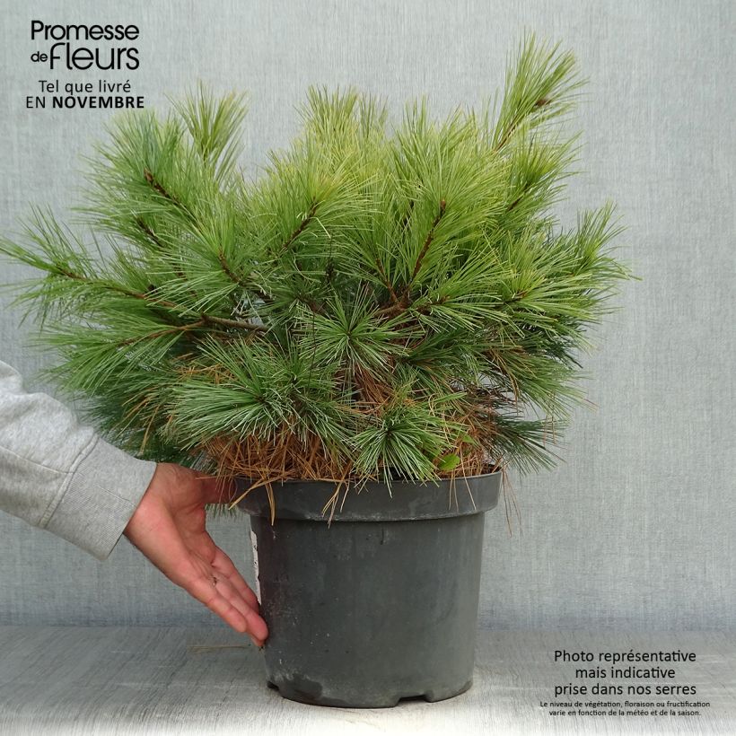 Amostra de Pin Weymouth - Pinus strobus Blue Shag Pot de 7,5L/10L tal como entregue no outono