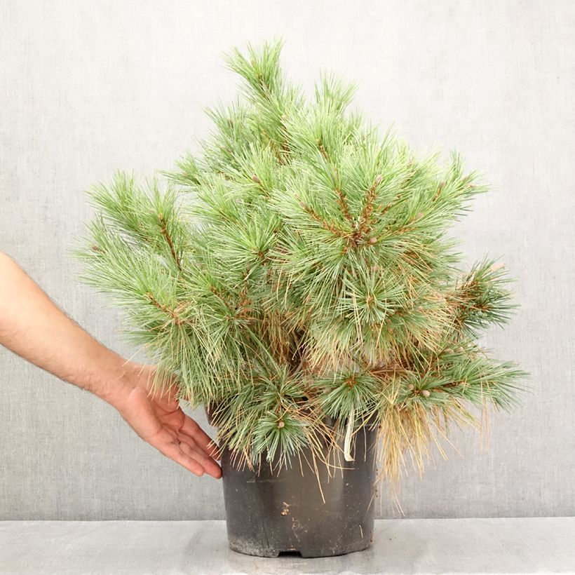 Amostra de Pinus strobus Blue Shag Vaso de 7,5 L/10 L tal como entregue no verão