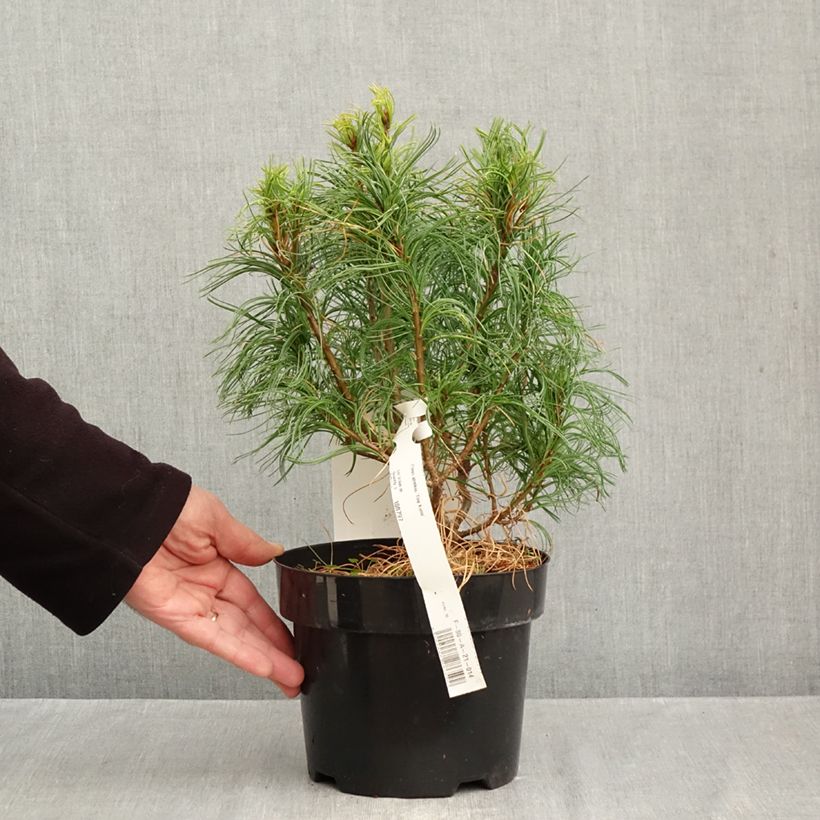 Amostra de Pinus strobus Tiny Kurls Vaso de 2 L/3 L tal como entregue no outono