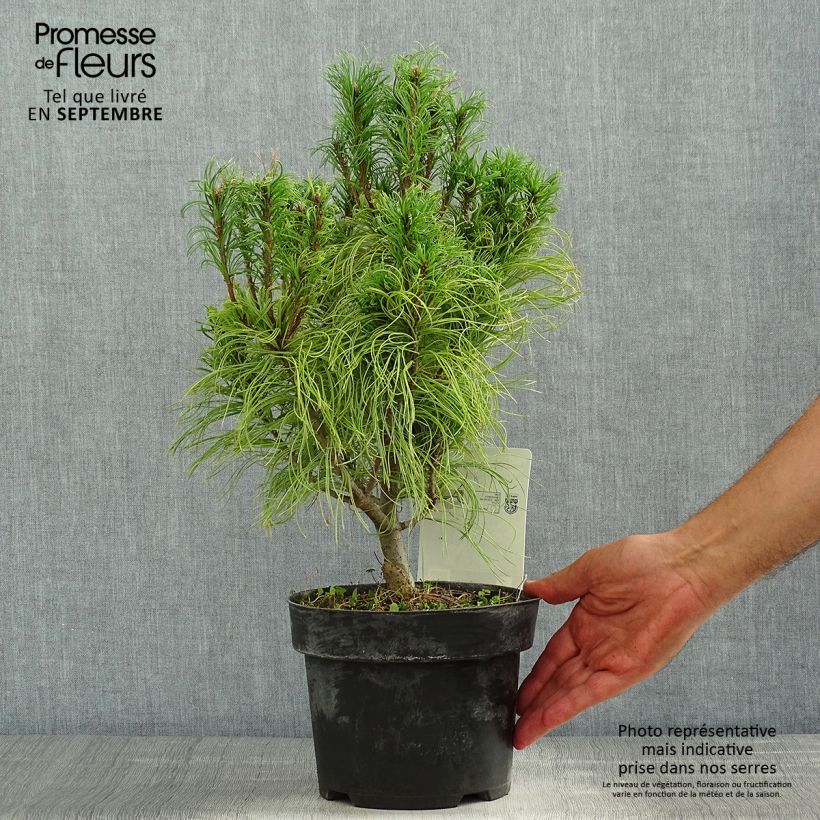 Amostra de Pinus strobus Tiny Kurls Vaso de 2 L/3 L tal como entregue no verão