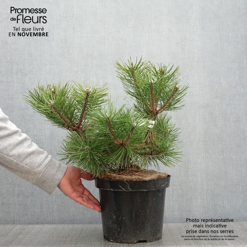 Amostra de Pinus densiflora Jane Kluis Vaso de 7,5 L/10 L tal como entregue no outono