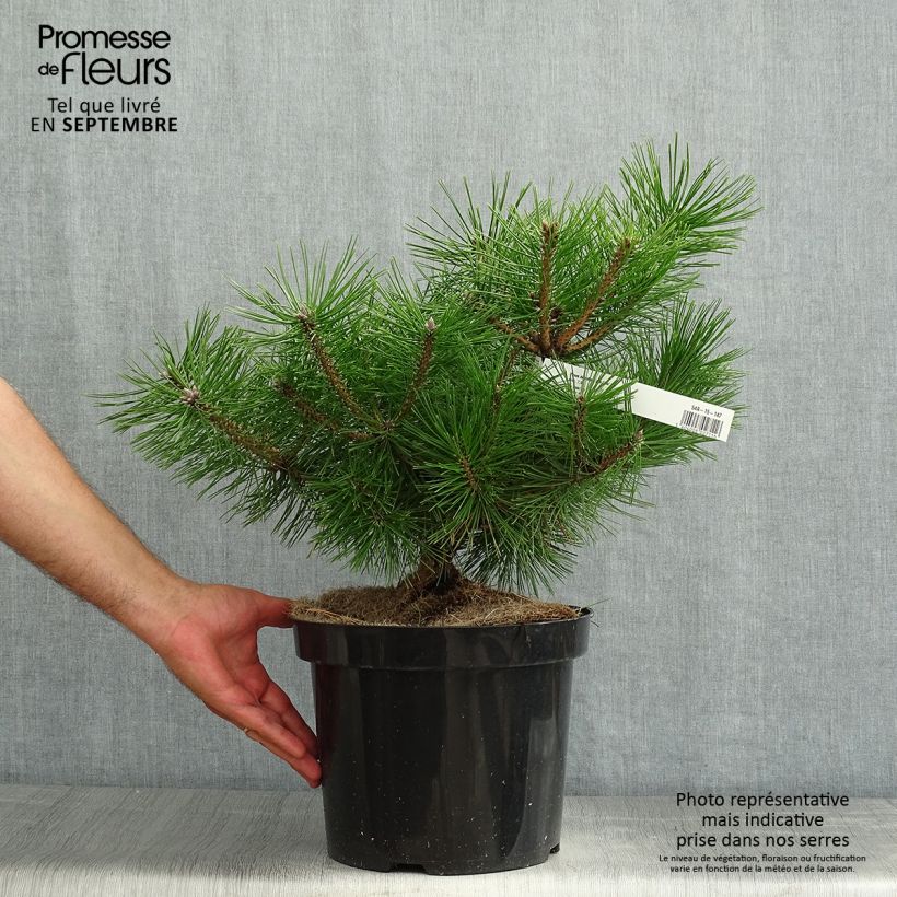 Amostra de Pinus densiflora Jane Kluis Vaso de 7,5 L/10 L tal como entregue no verão