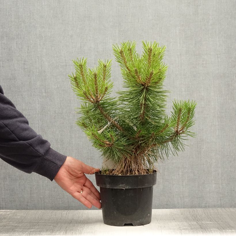 Amostra de Pinus densiflora Jane Kluis Vaso de 2 L/3 L tal como entregue no verão