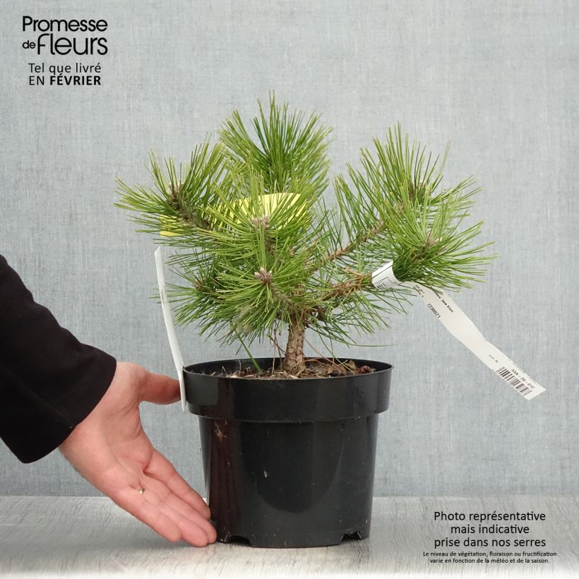 Amostra de Pinus densiflora Jane Kluis Vaso de 2 L/3 L tal como entregue no inverno