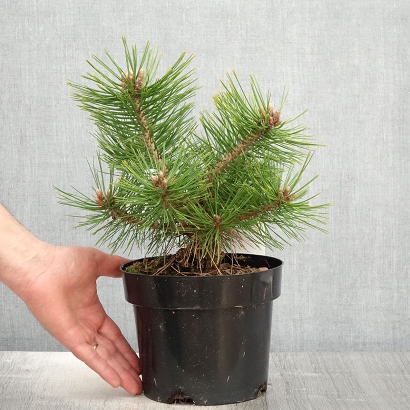 Amostra de Pinus densiflora Jane Kluis Vaso de 2 L/3 L tal como entregue na primavera