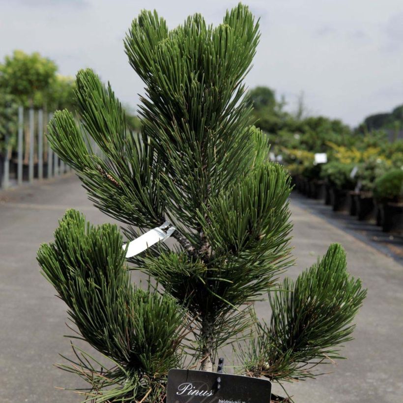 Pinus heldreichii Satellit (Folhagem)