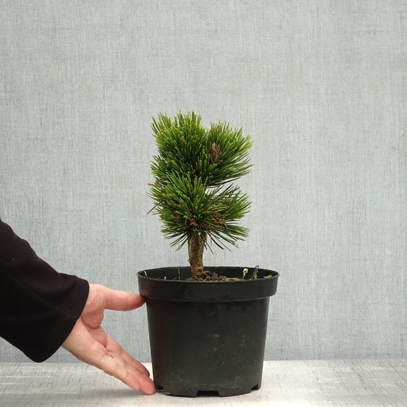 Amostra de Pinus heldreichii Schmidtii Vaso de 2 L/3 L tal como entregue no outono