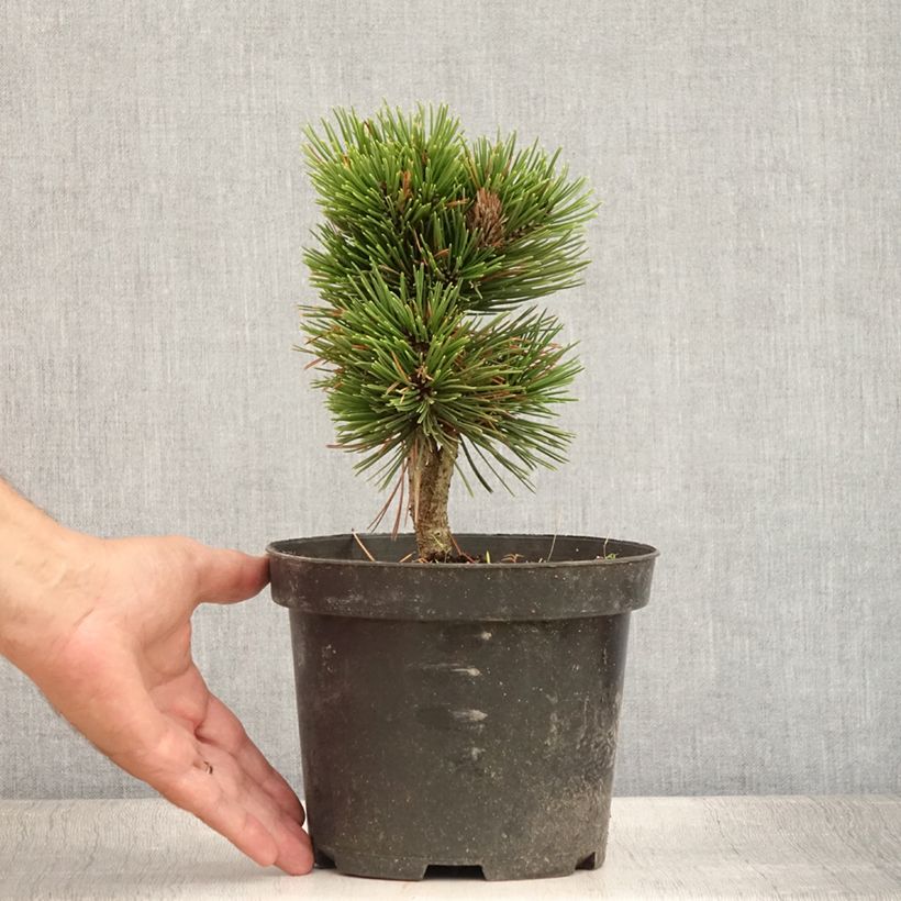 Amostra de Pinus heldreichii Schmidtii Vaso de 2 L/3 L tal como entregue no verão