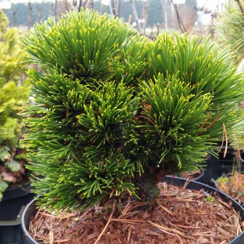 Pinus heldreichii Schmidtii (Hábito)