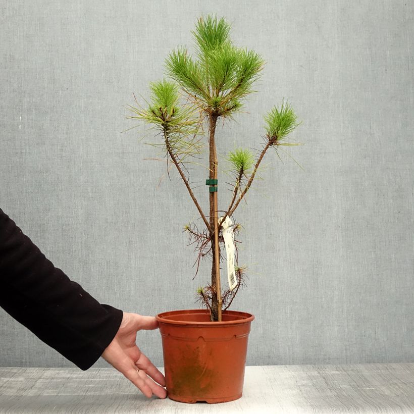 Amostra de Pinus insignis - Pinheiro-insigne Vaso de 2 L/3 L tal como entregue no outono