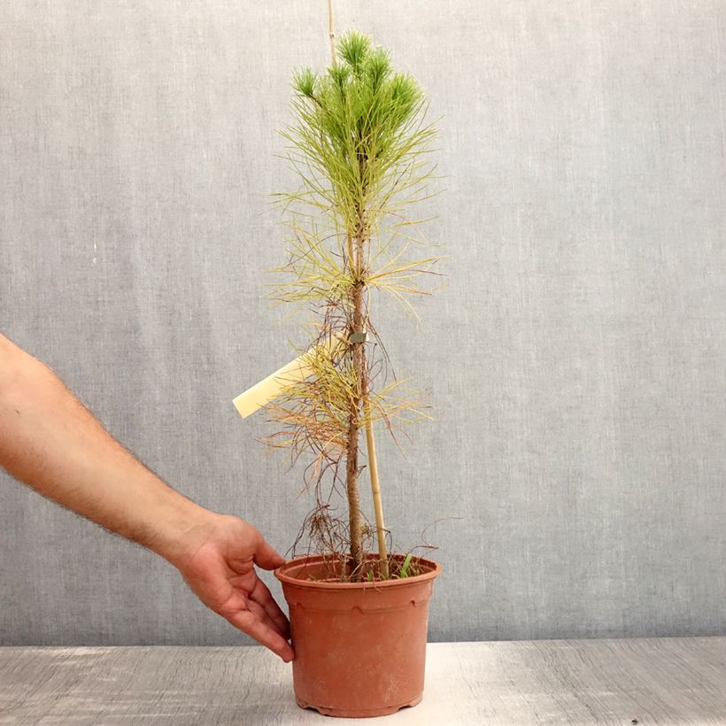 Amostra de Pinus insignis - Pinheiro-insigne Vaso de 2 L/3 L tal como entregue no verão