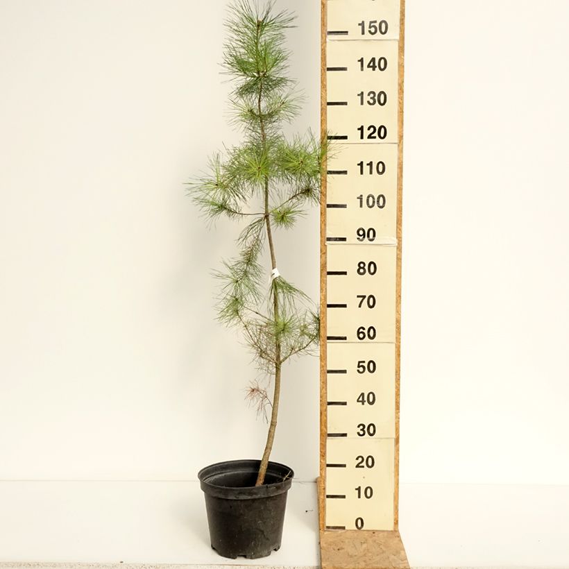 Amostra de Pinus insignis - Pinheiro-insigne Vaso de 7,5 L/10 L tal como entregue no verão
