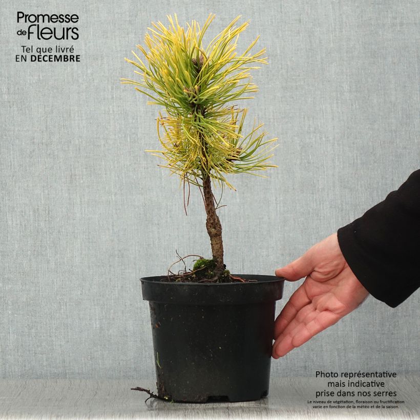 Amostra de Pinus mugo Golden Glow Vaso de 3 L/4 L tal como entregue no outono
